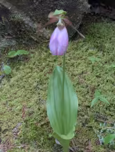 Lady Slipper